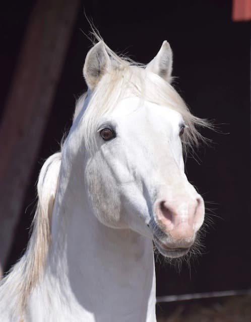 Gräns Diamond Surf 1