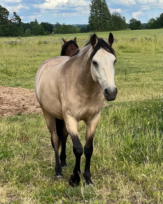 MB’s Show Em Off "Sessan" 6