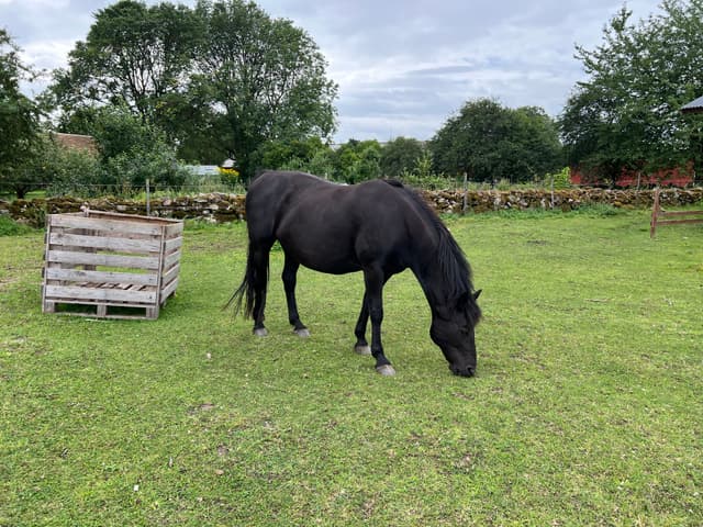 Lowis April Lightning  3