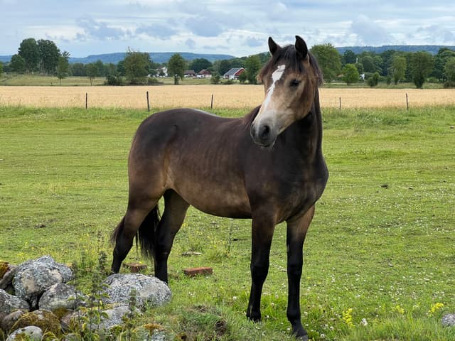 MB’s Gentle Cookie  1