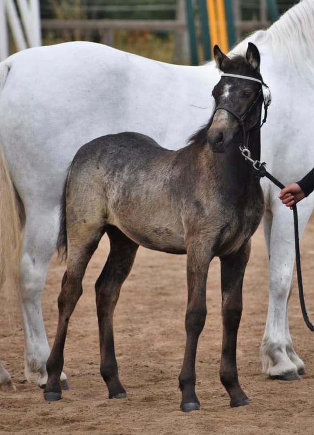 MB’s Show Me Heaven 3