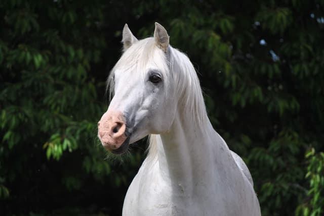 Gräns Diamond Surf 5