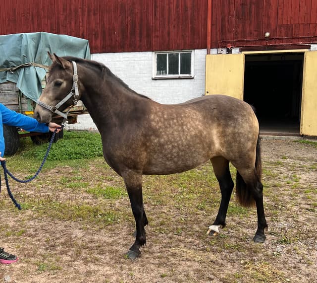 MB’s Poetic Showgirl  3