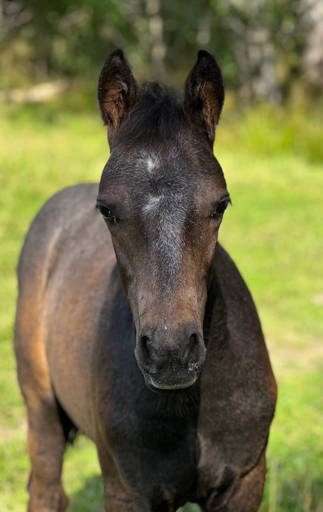 MB's O'Sheridan jr 3