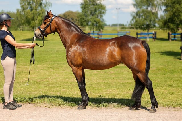 Gentle Farm’s Wonder ”Trollet” 1