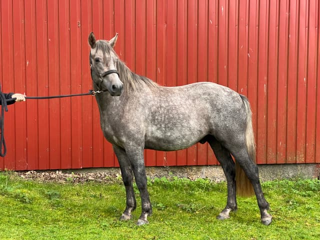 Arda’s Morning Star  3