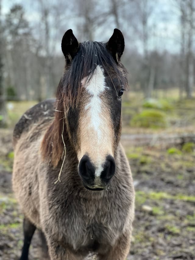 MB’s Gentle Cookie  5