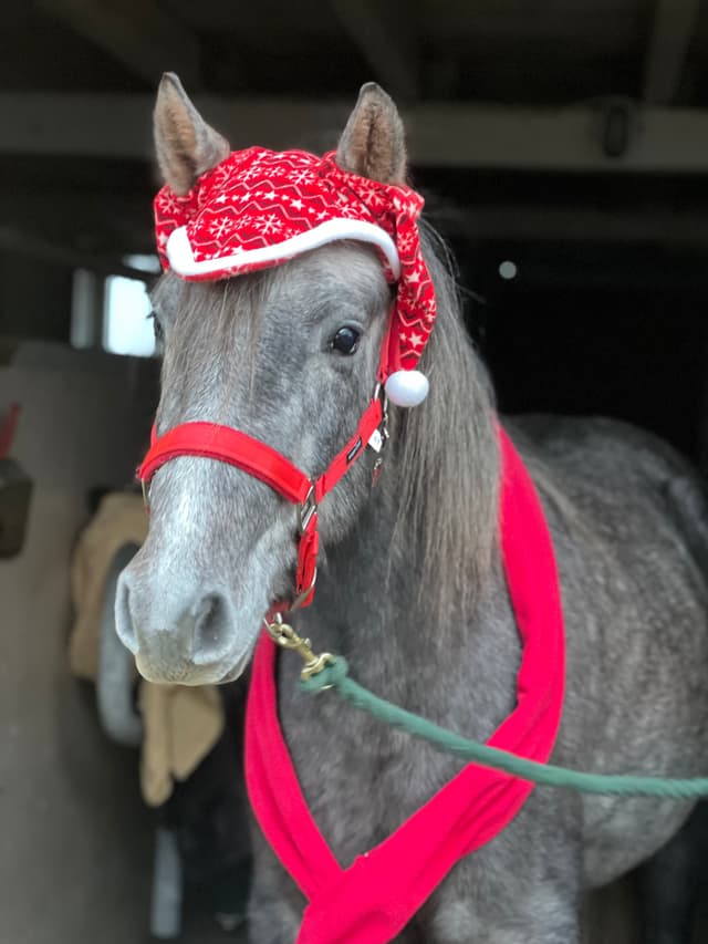 Arda’s Morning Star  6