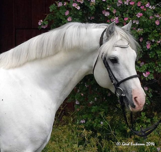 Gräns Diamond Surf 3