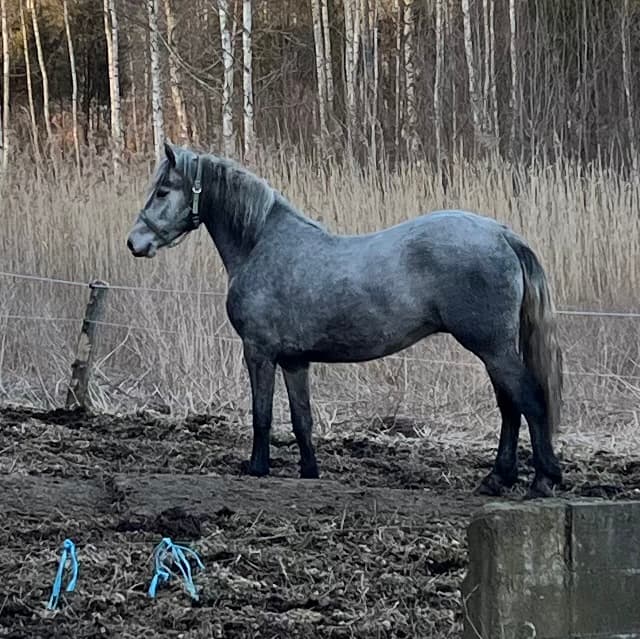 Olivehults Sancerre  4