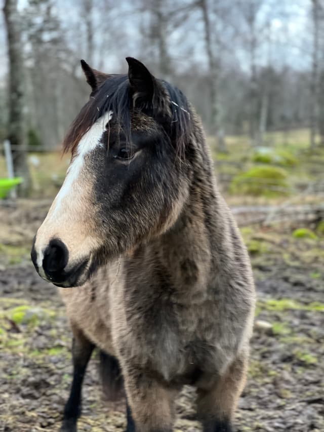 MB’s Gentle Cookie  6