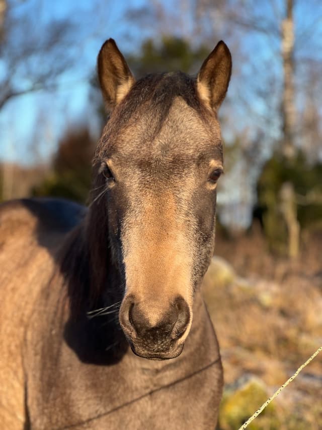 MB’s Poetic Showgirl  2