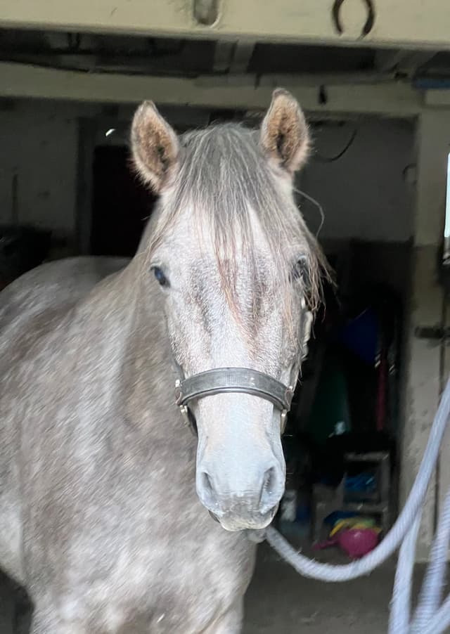 Arda’s Morning Star  2