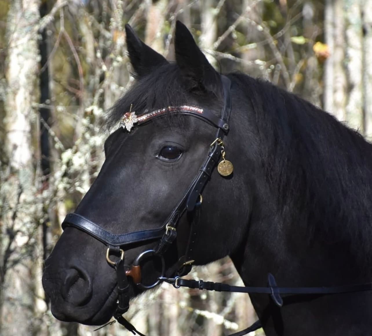 Lowis April Lightning 