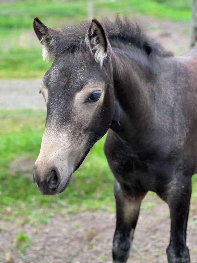 MB’s Poetic Showgirl  6