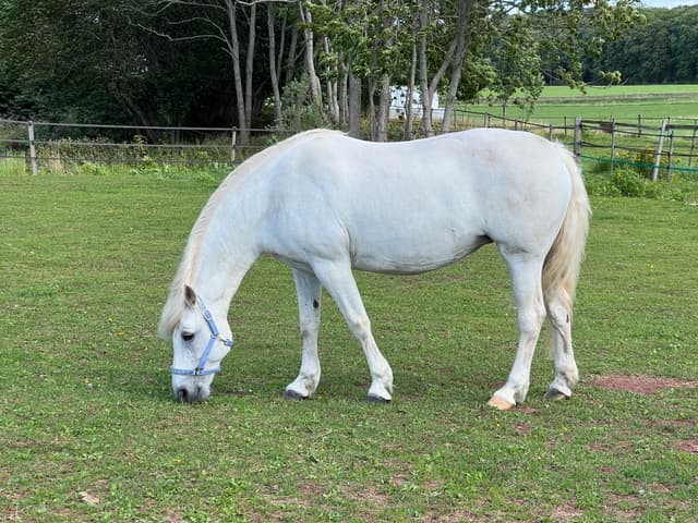 Gentle Farm’s Breeze RC 1425 5