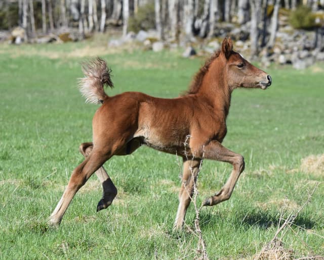 Arda’s Morning Star  5