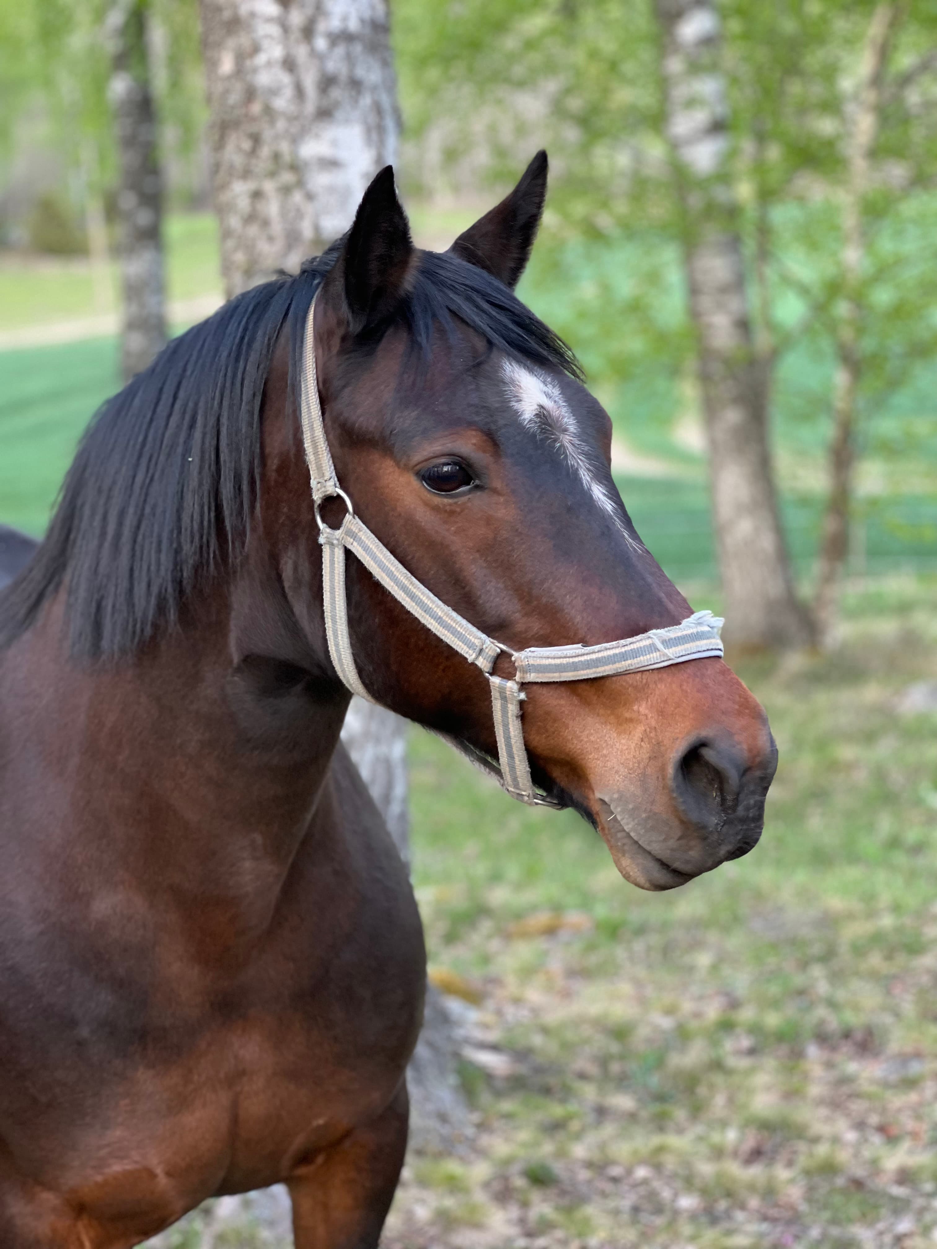 Gentle Farm’s Night