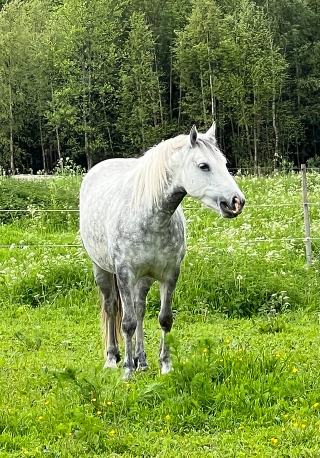 F.L.S Poetic Sydney 4