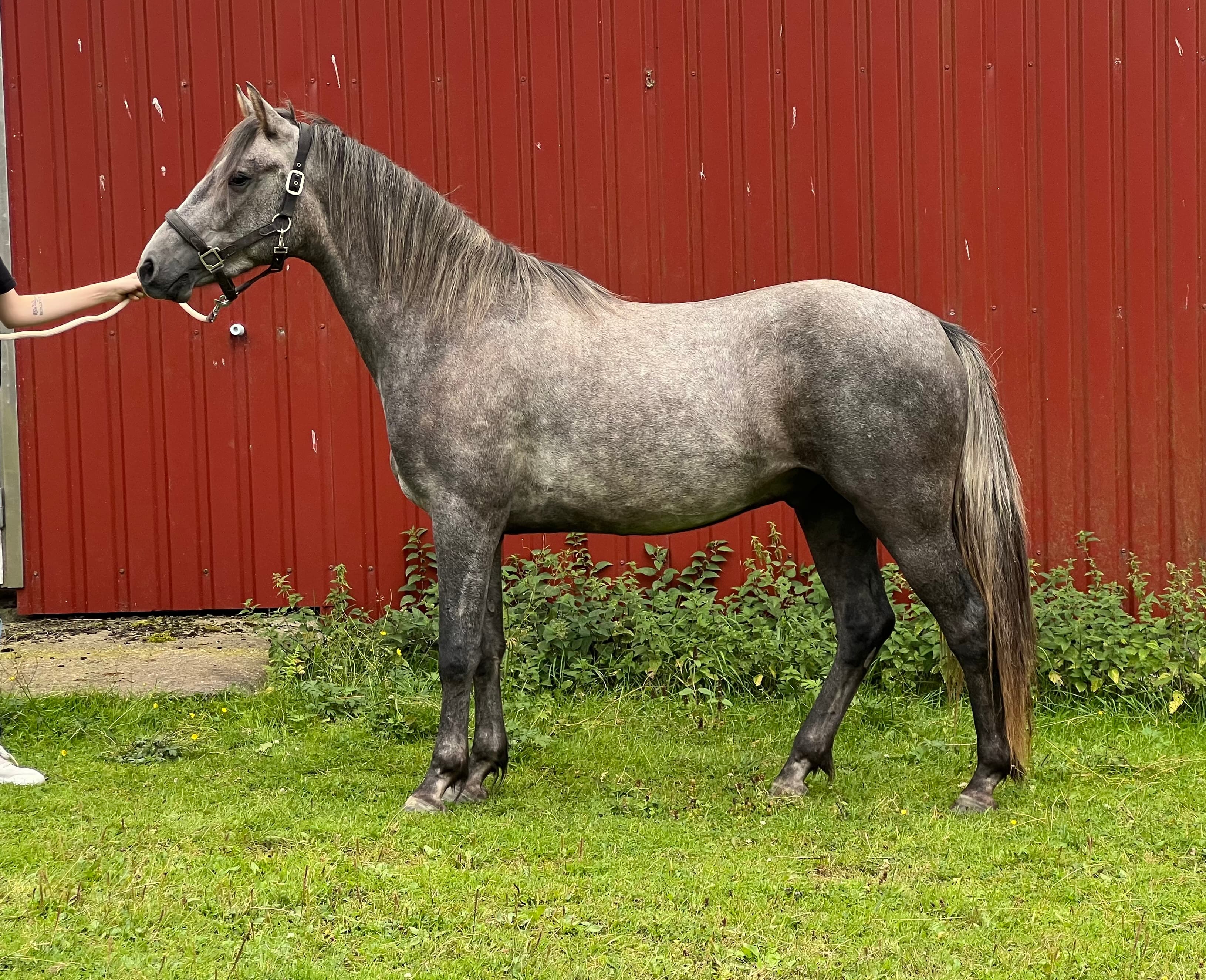 Arda’s Morning Star 