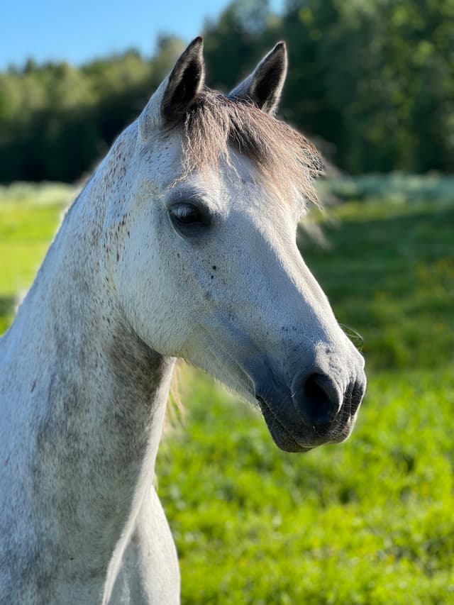 Realt Chois Fharraige 6