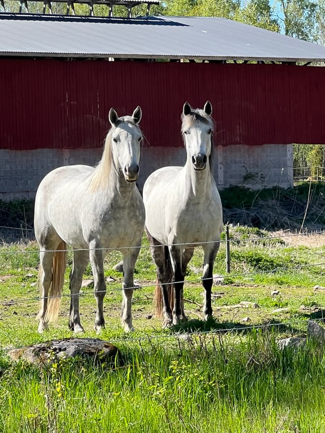 F.L.S Poetic Sydney 6