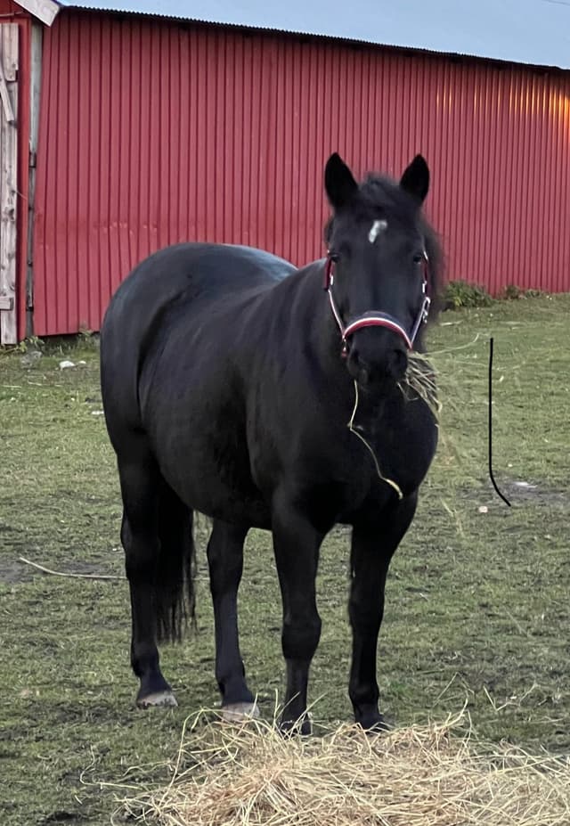 Lowis April Lightning  2