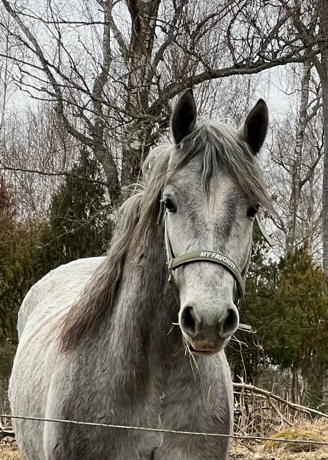 Olivehults Sancerre  3