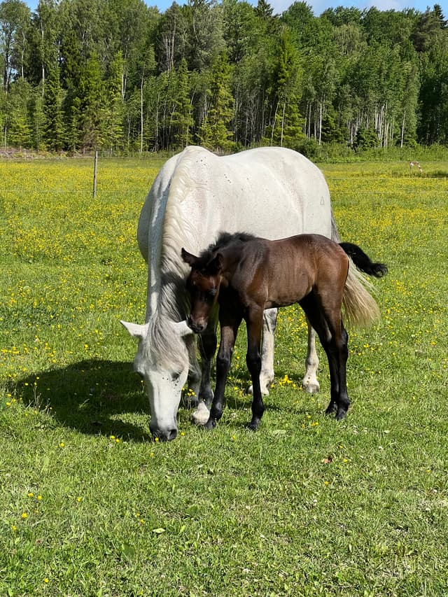 MB's O'Sheridan jr 6