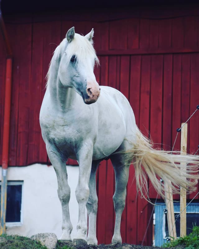 Gräns Diamond Surf 6