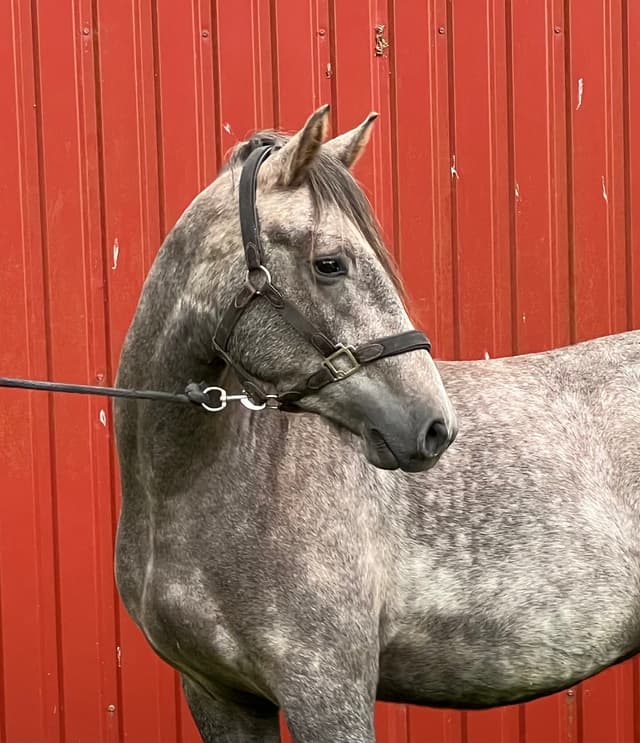 Arda’s Morning Star  4