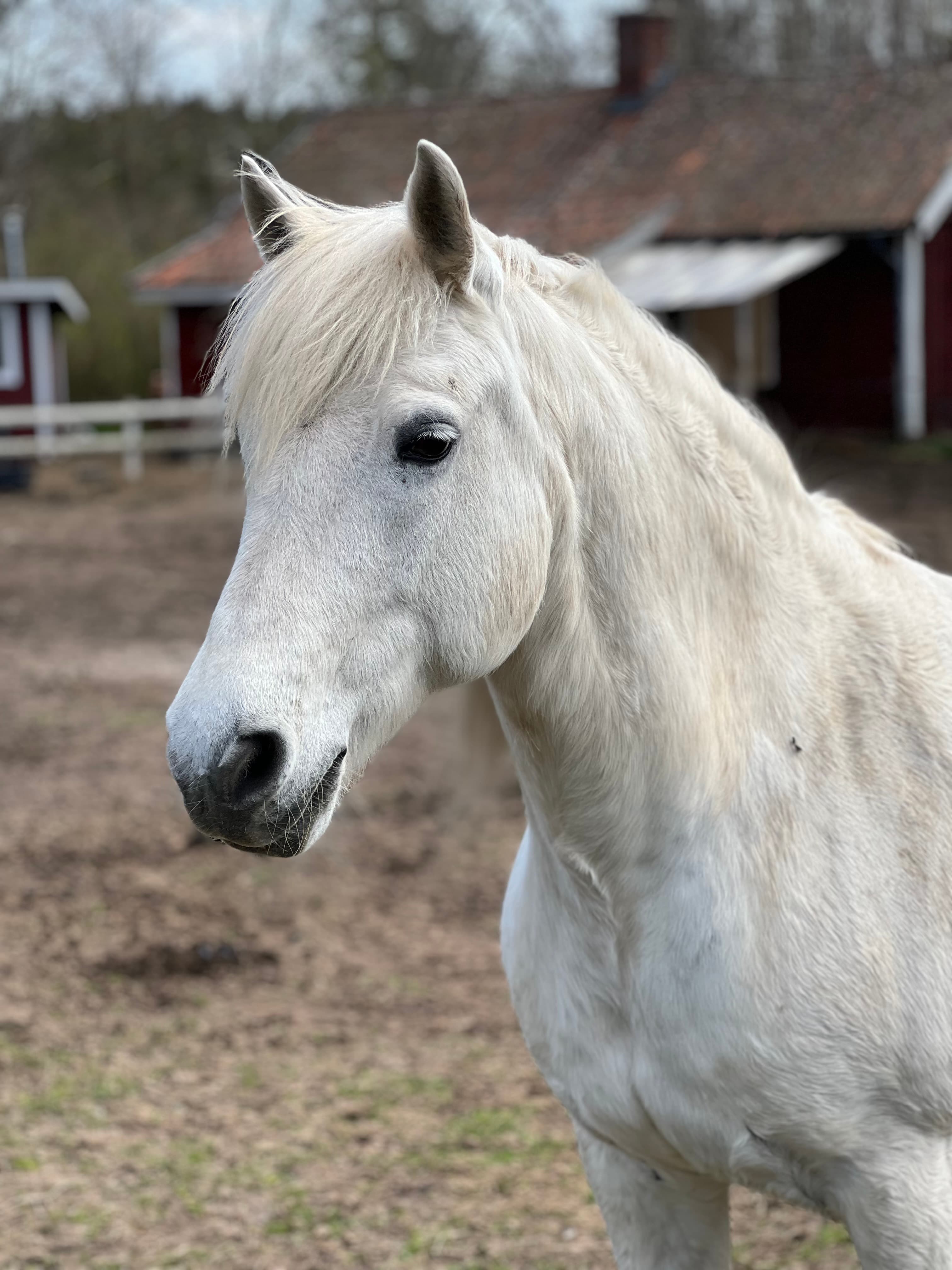 Gentle Farm’s Beauty 