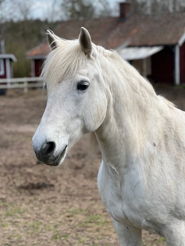 Gentle Farm’s Beauty  1