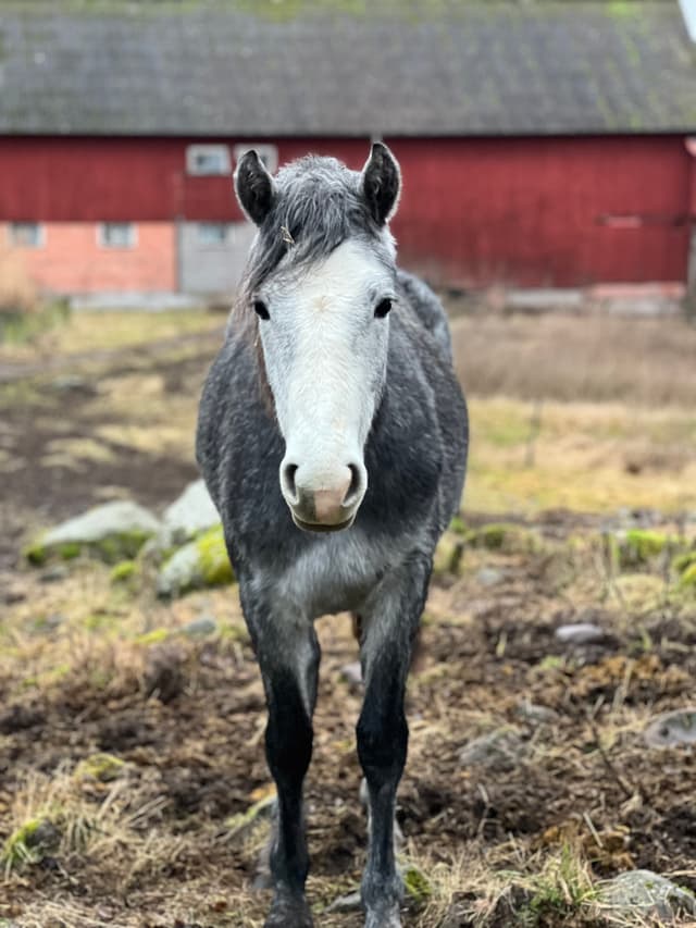 MB’s Gentle Livia  2