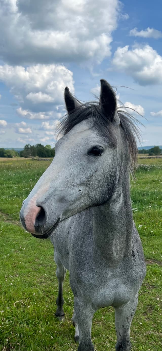 MB’s Gentle Livia  1