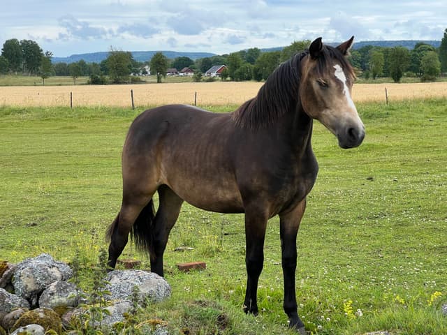 MB’s Gentle Cookie  2