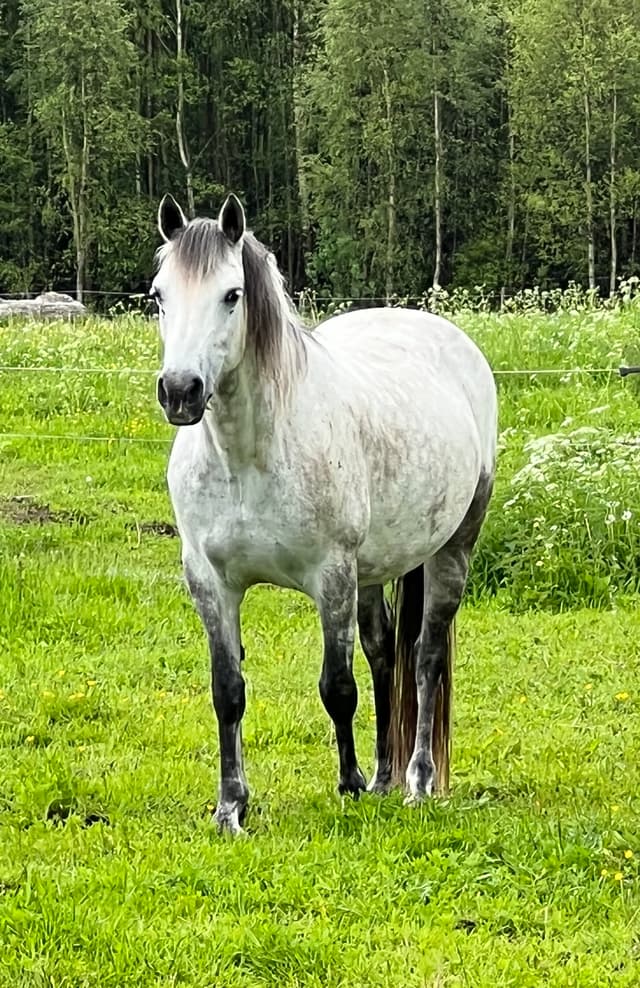 Realt Chois Fharraige 4