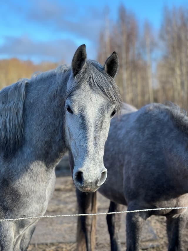 Olivehults Sancerre  1