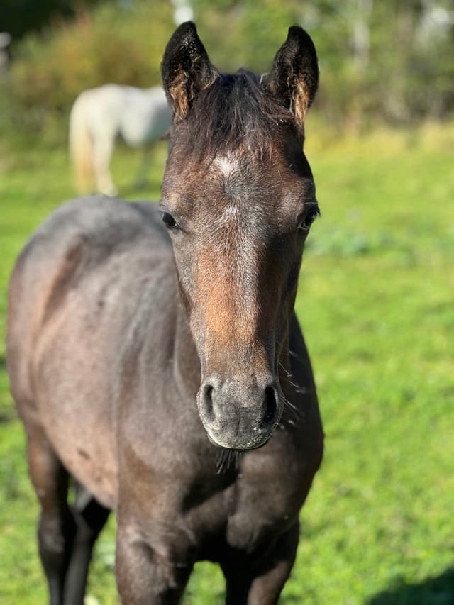 MB's O'Sheridan jr 2