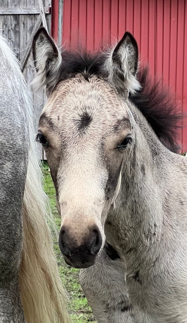 MB’s Poetic Showgirl  5