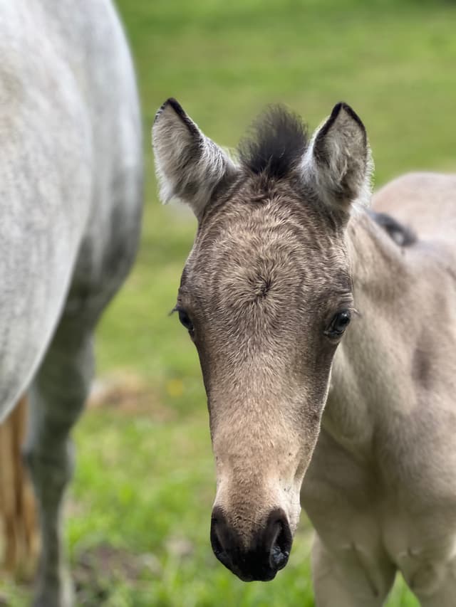 MB’s Poetic Showgirl  4