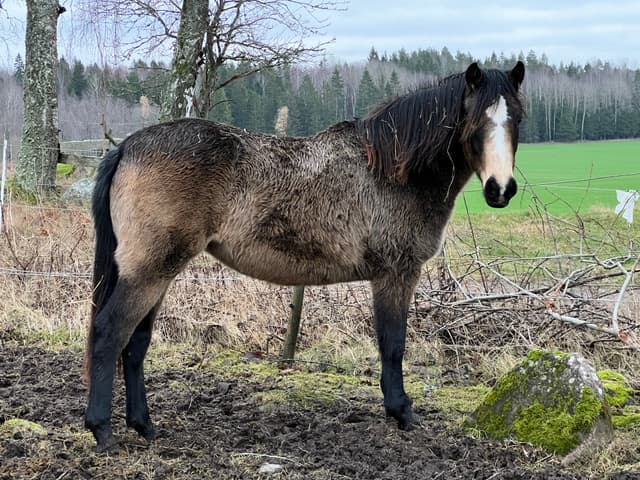 MB’s Gentle Cookie  4