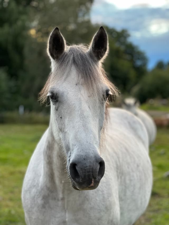 Realt Chois Fharraige 5