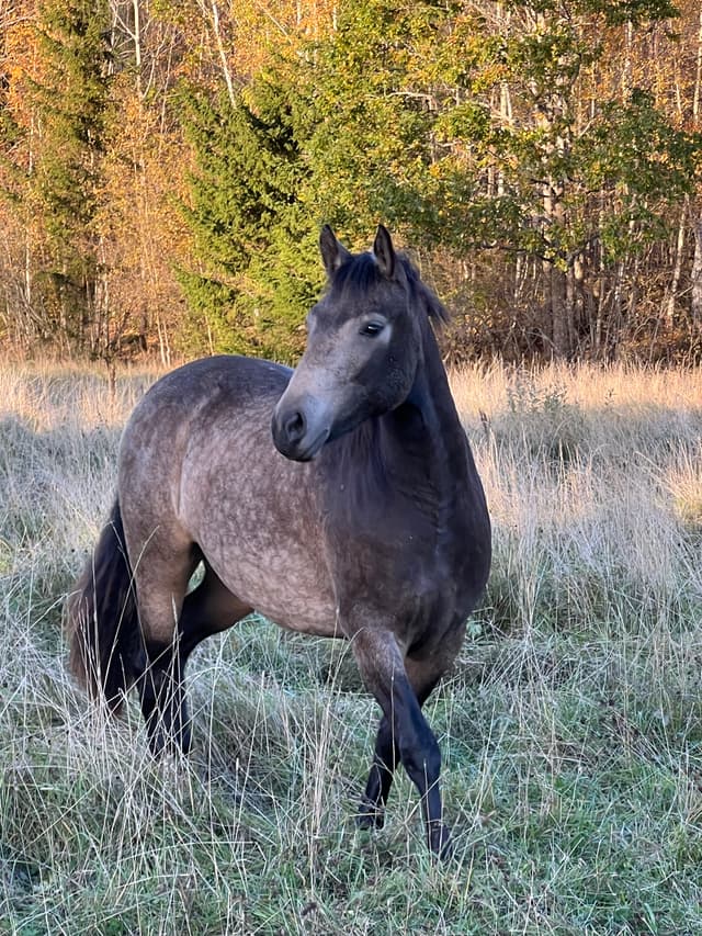 MB’s Poetic Showgirl  1