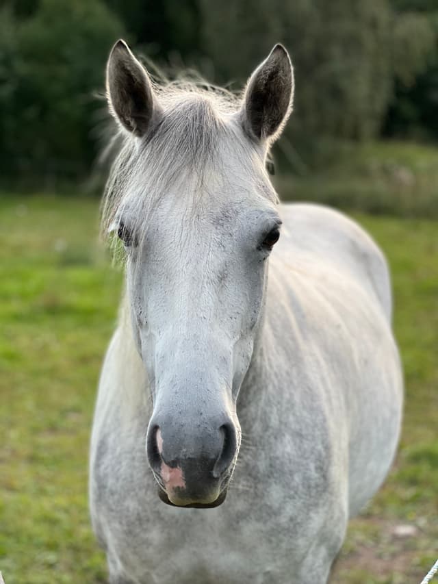 F.L.S Poetic Sydney 2